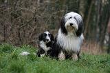 BEARDED COLLIE 343